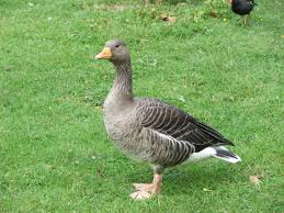 Black Geese